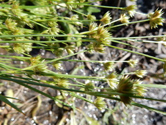 Juncus filipendulus