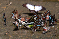 Graphium meyeri