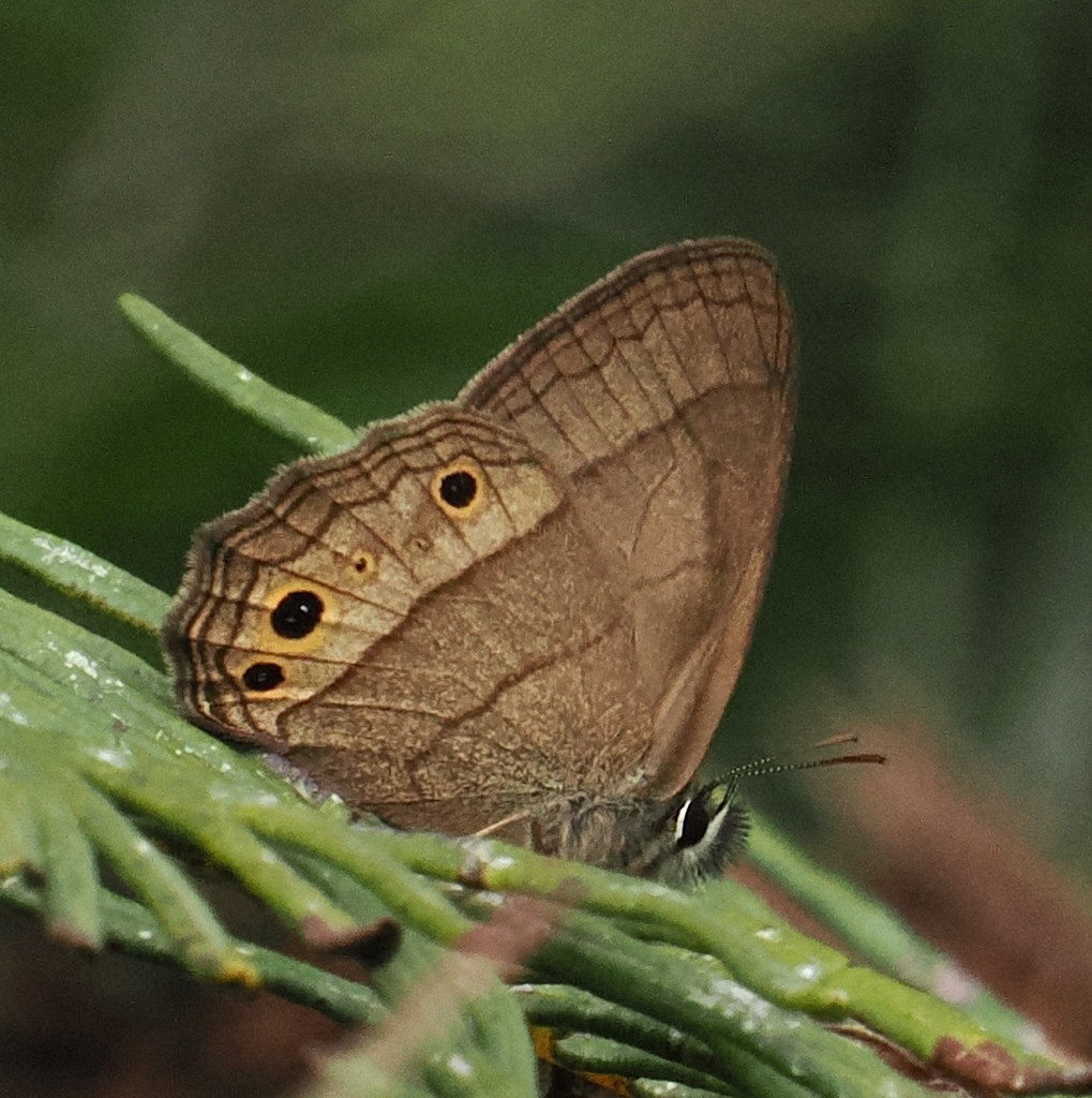 Moneuptychia vitellina