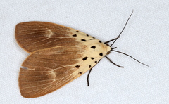 Asota iodamia