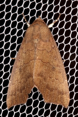 Rusicada albitibia