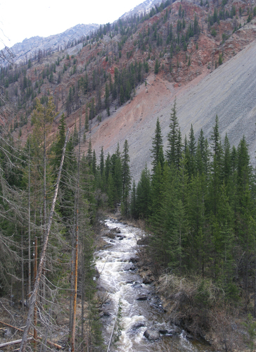 Siberian spruce (Picea obovata)