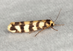 Scaptesyle equidistans