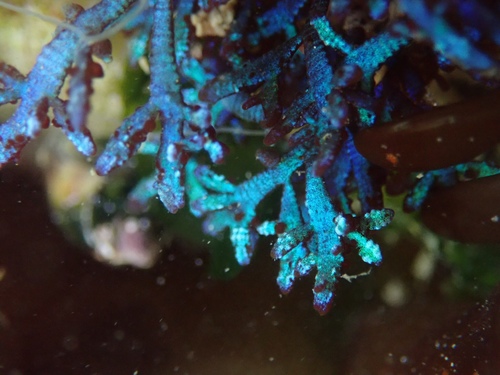 Champia compressa