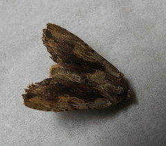 Lithophane hemina