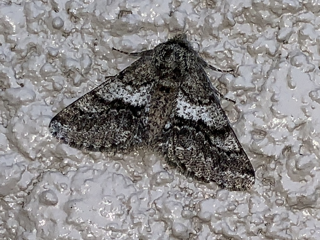 Woolly Gray Moth from SH-35, Alvin, TX, US on January 31, 2024 at 04:20 ...