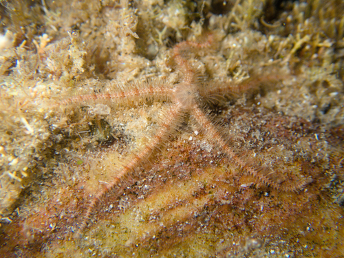Ophiothrix caespitosa observed 2024-01-31