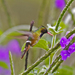 Lophornis helenae - Photo (c) Joseph C Boone, μερικά δικαιώματα διατηρούνται (CC BY-SA)