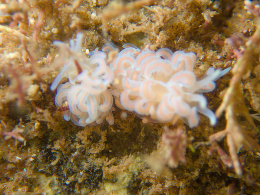 madeup phyllodesmium from O'Sullivan Beach SA 5166, Australia on