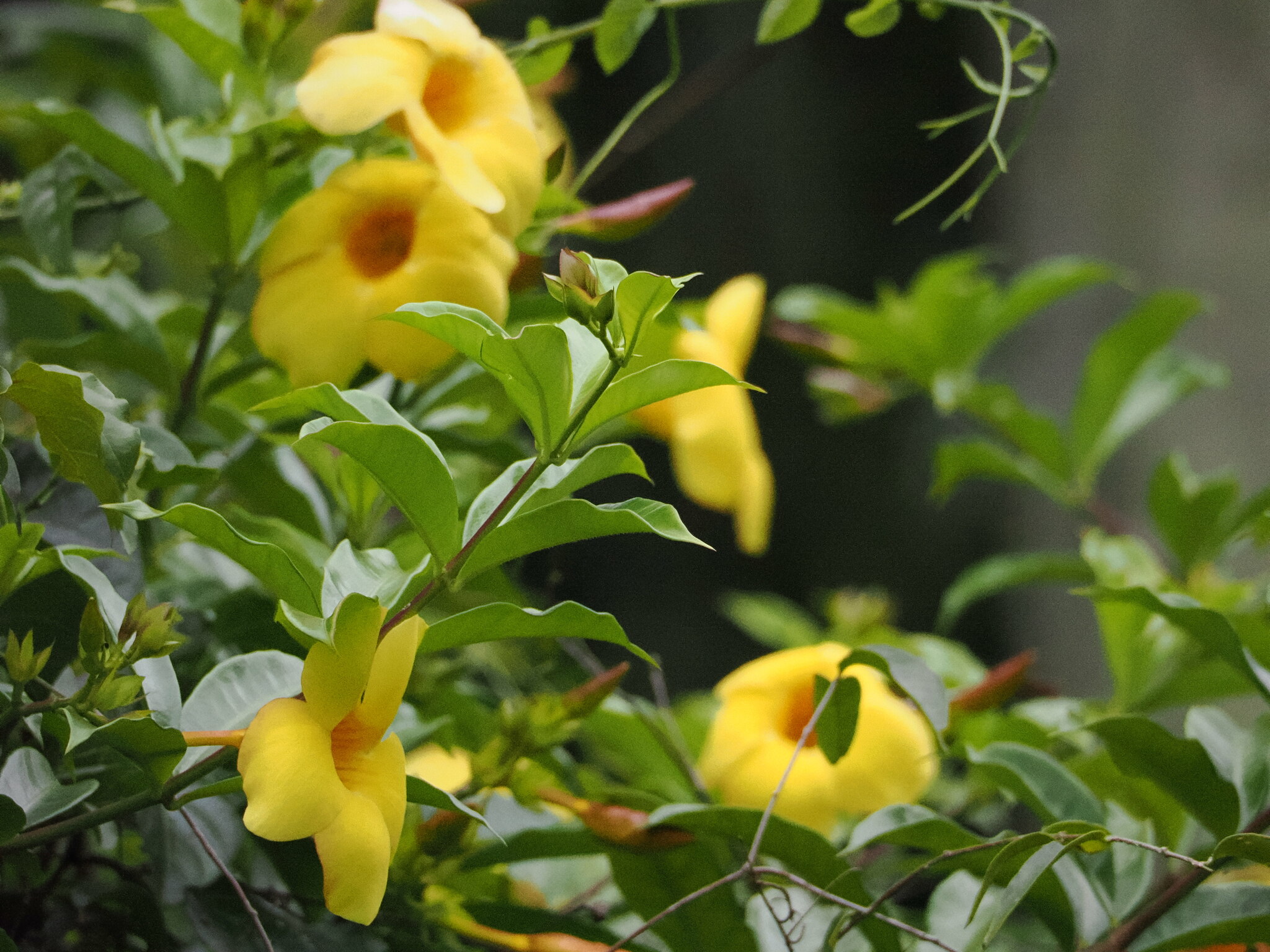 Imagem de Alamanda