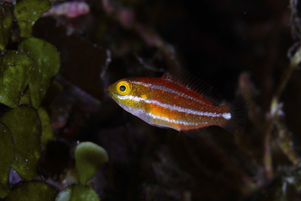Brownbanded parrotfish (Scarus fuscocaudalis) — Scaridae