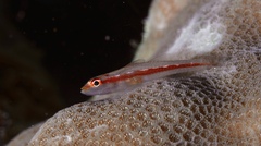 Michel's Goby photo 3