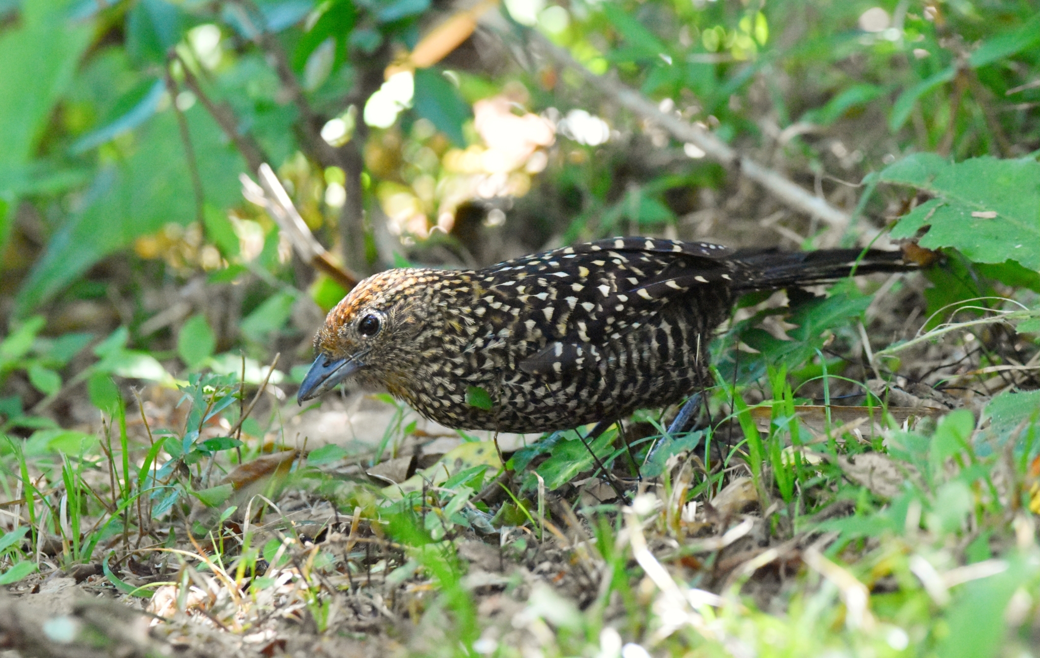 Large-tailed Antshrike (Mackenziaena leachii)