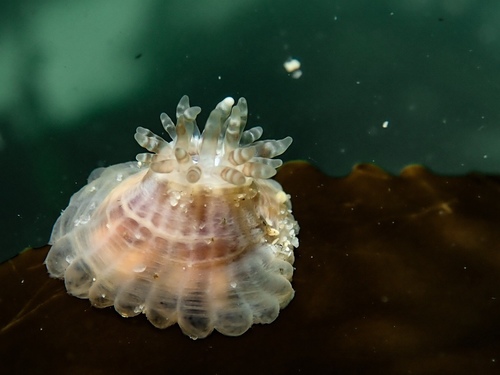 Ring-Tentacle Anemone (Isanthus capensis) · iNaturalist