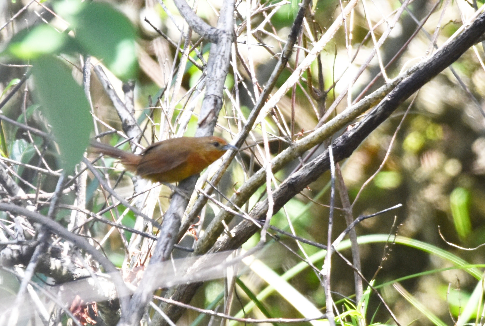 Orange-breasted Thornbird illustration