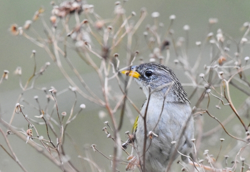 Lesser Grass Finch (Emberizoides ypiranganus), photo 3