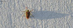 Acanthosoma spinicolle
