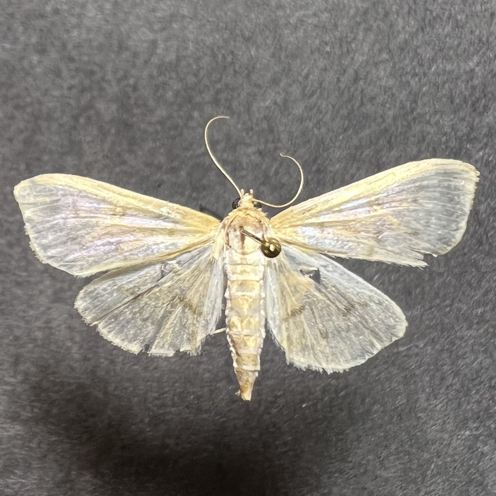 Herpetogramma fraxinalis