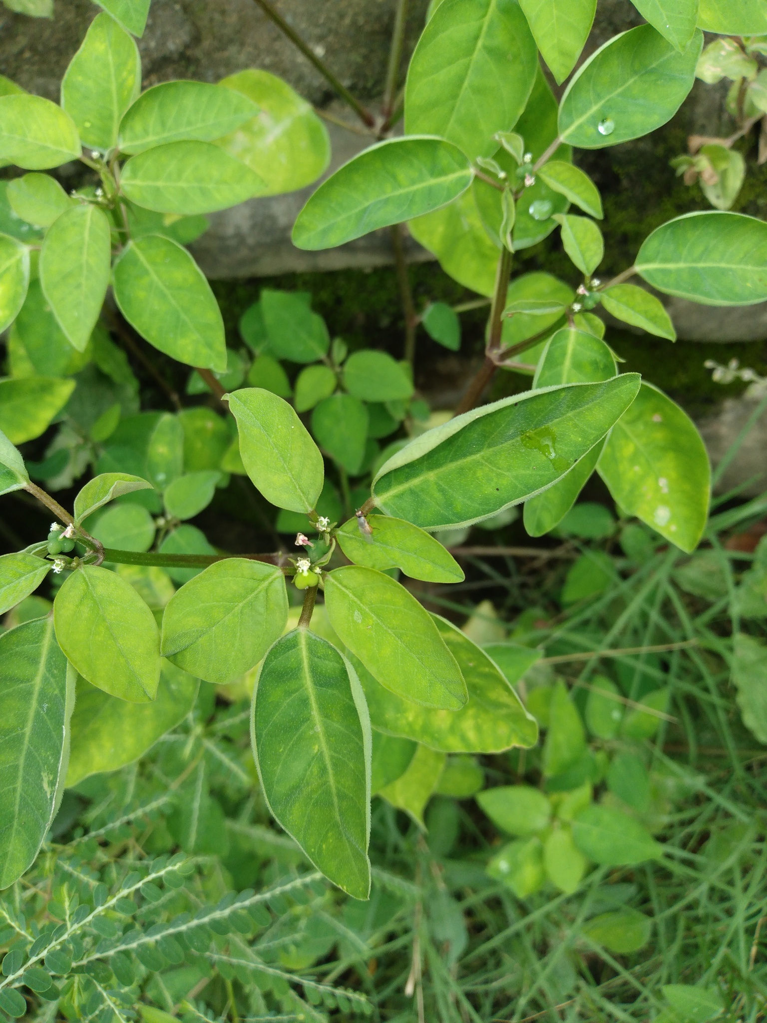 Euphorbia poeppigii