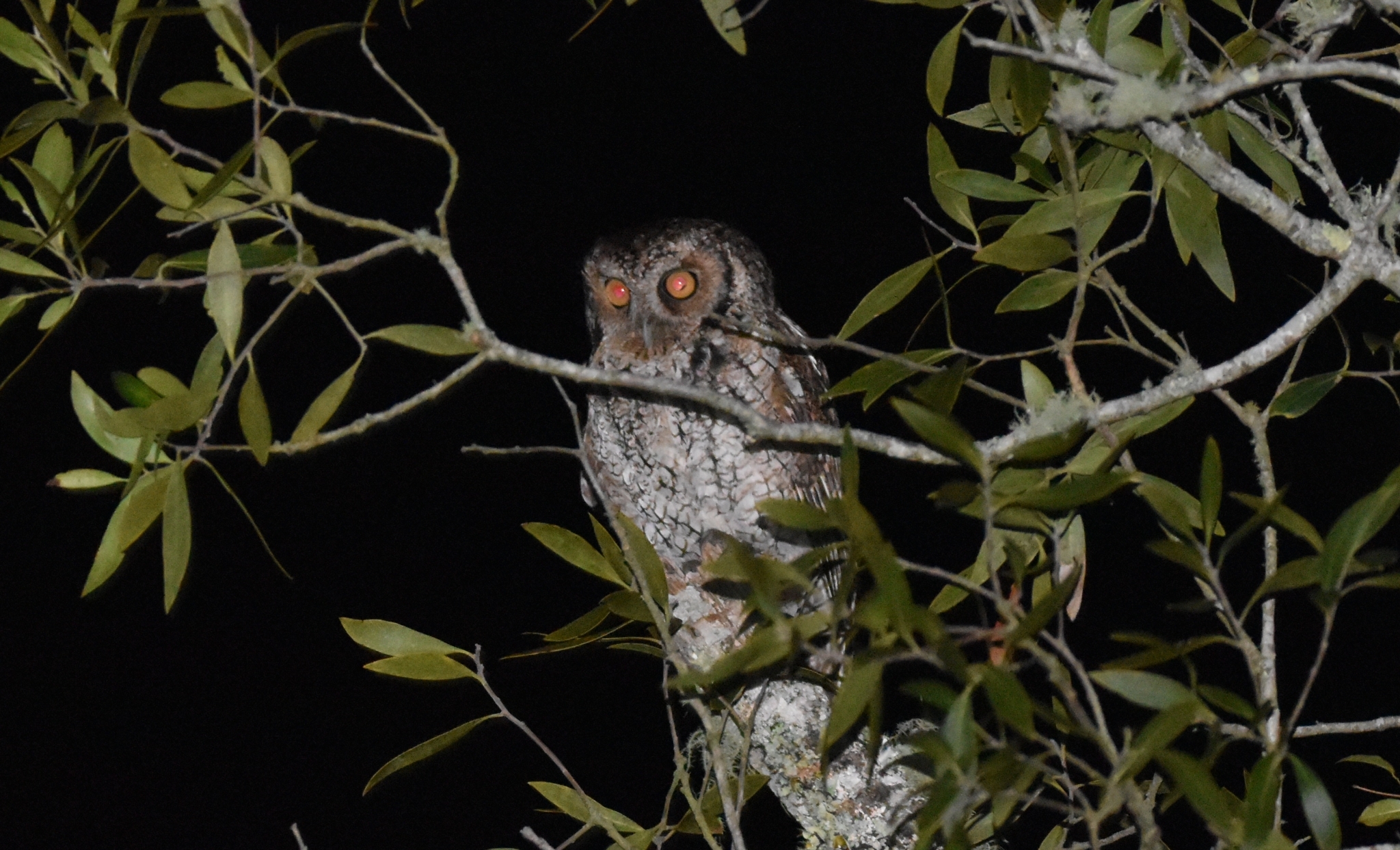Long-tufted Screech-Owl illustration