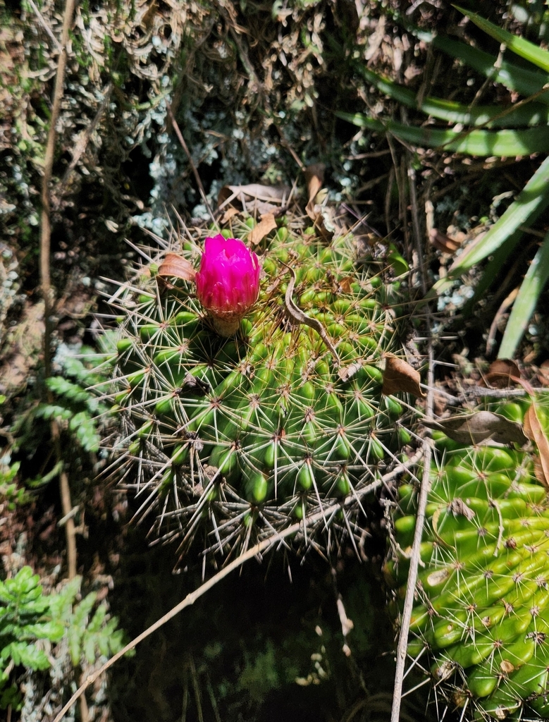 Parodia herteri