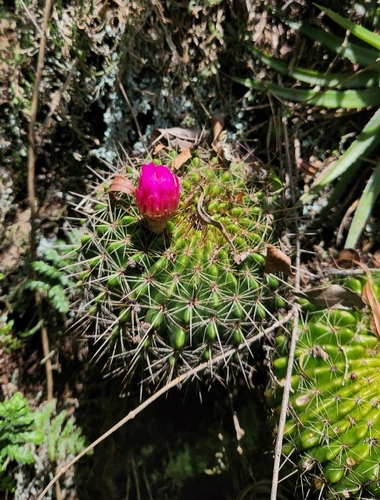 Parodia herteri