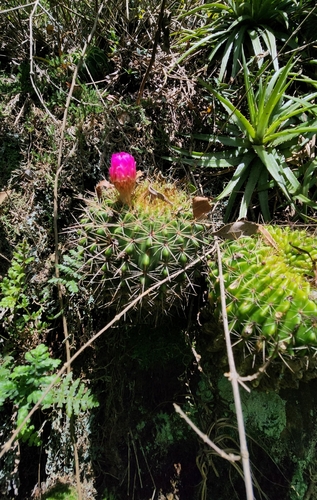 Parodia herteri