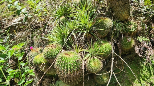 Parodia herteri
