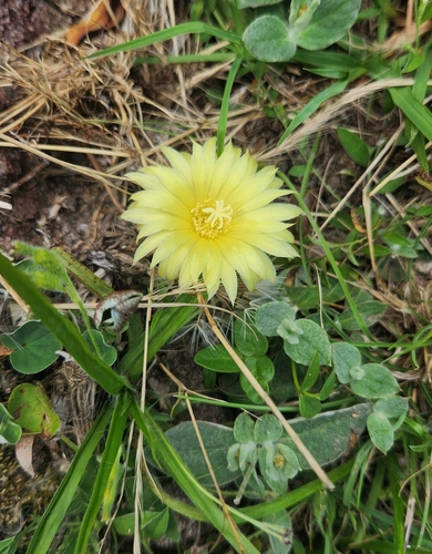 Frailea pygmaea