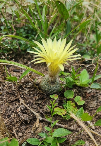 Frailea pygmaea