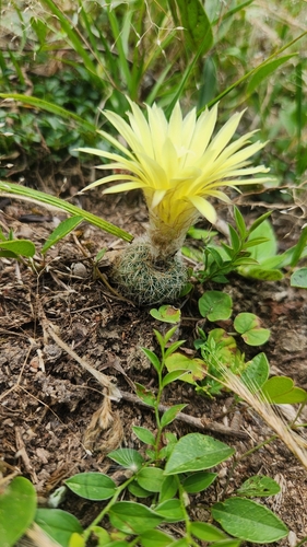 Frailea pygmaea
