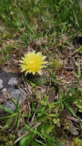 Frailea pygmaea