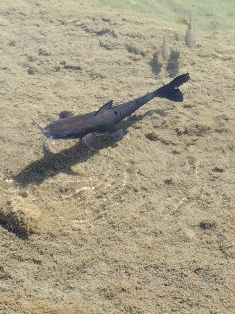 Channel Catfish from Canyon Lake, TX 78133, USA on January 31, 2024 at