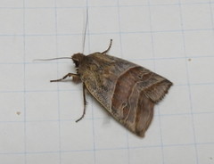 Eupsilia devia