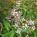 Aloysia triphylla - Photo (c) Dick Culbert,  זכויות יוצרים חלקיות (CC BY)