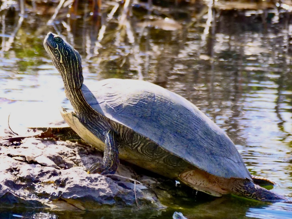 Texas Cooter from High Trail Dr, Georgetown, TX, US on January 31, 2024 ...