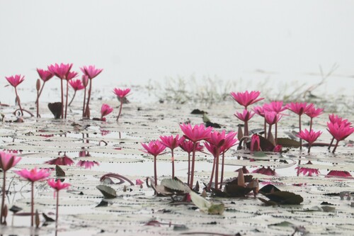 Nymphaea rubra