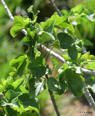 Jatropha curcas image