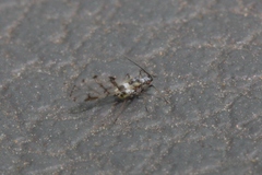 Eucarazzia elegans