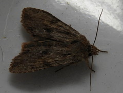 Lithophane hemina