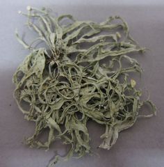 Ramalina inflexa