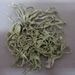 Ramalina inflexa - Photo (c) johnsteel, some rights reserved (CC BY), uploaded by johnsteel