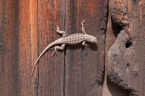iNaturalist observation photo of Western Fence Lizard