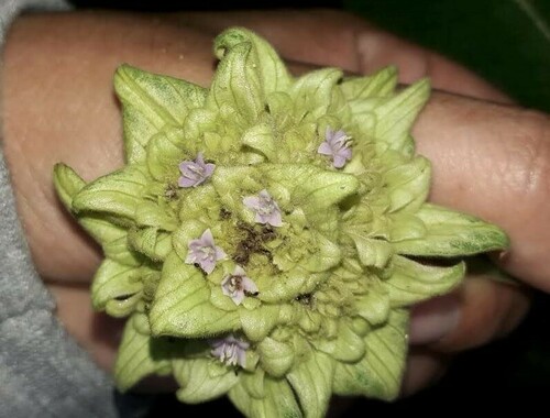Palicourea bracteocardia