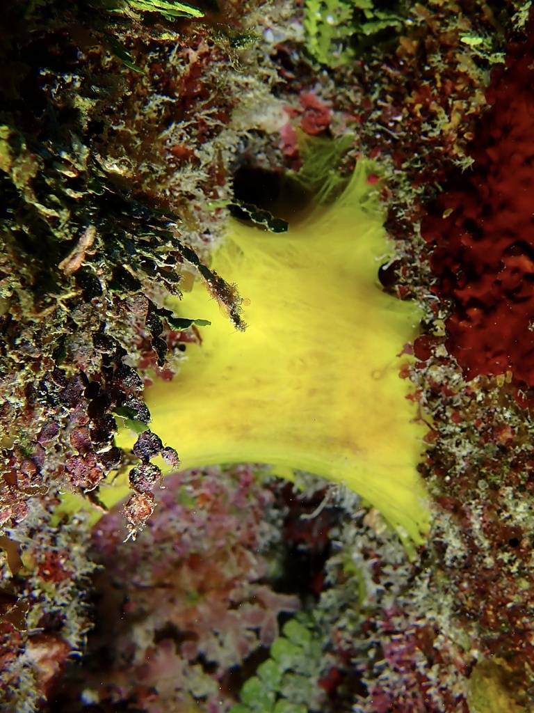 Dercitus luteus