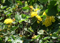 Camonea umbellata image