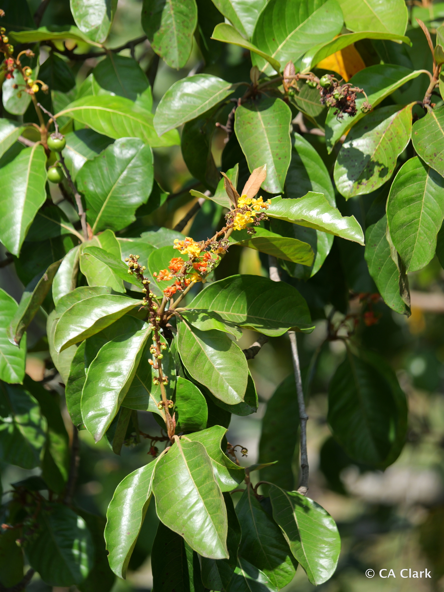 Imagem de Murici-verde