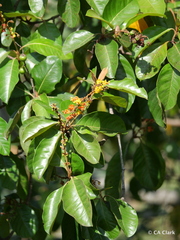 Byrsonima crassifolia image