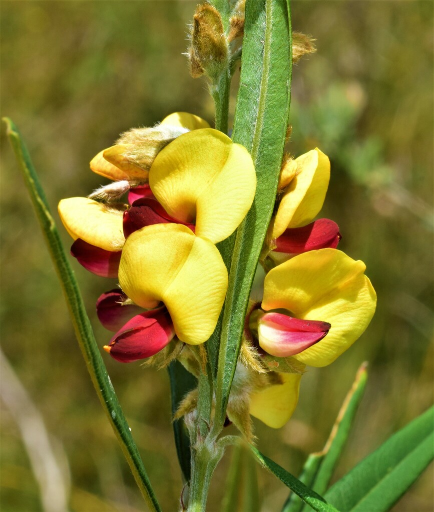 Gastrolobium ebracteolatum