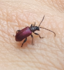 Sangariola punctatostriata